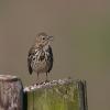 Meadow Pipit